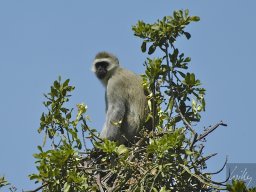 Seronera_and_Lobo2003-027